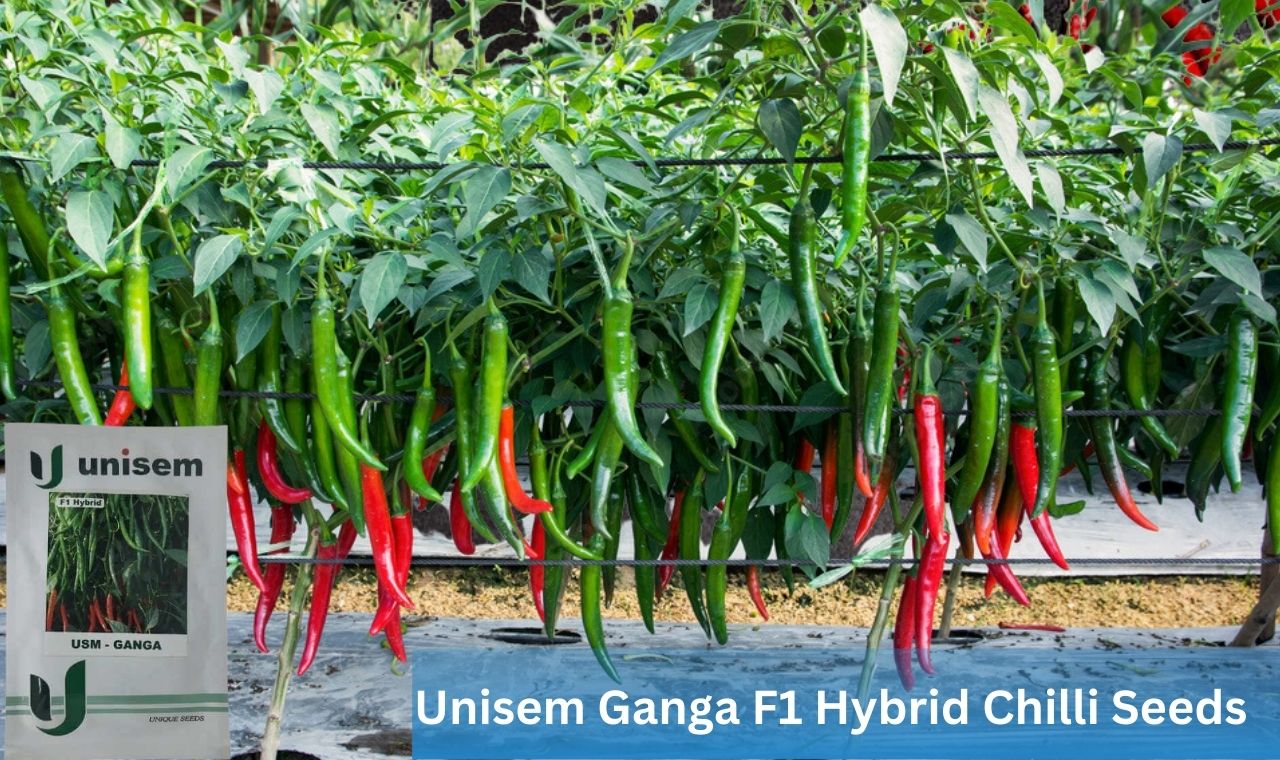 Unisem Ganga F1 Hybrid Chilli Seeds