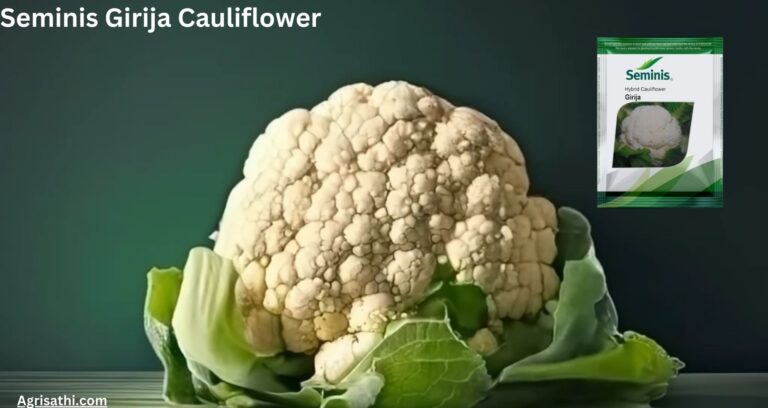 Seminis Girija Cauliflower