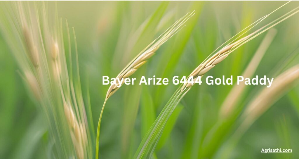 Bayer Arize 6444 Gold Paddy : धान उच्च उत्पादन के लिए सर्वोत्तम विकल्प