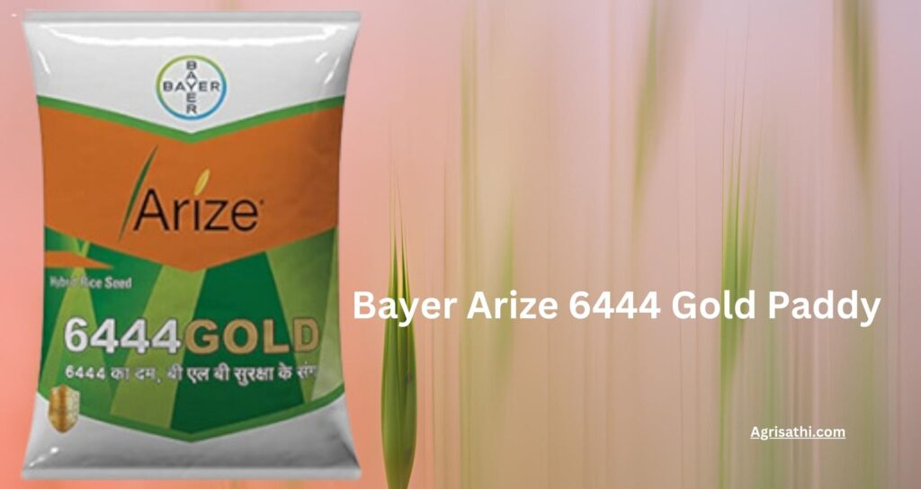 Bayer Arize 6444 Gold Paddy : धान उच्च उत्पादन के लिए सर्वोत्तम विकल्प