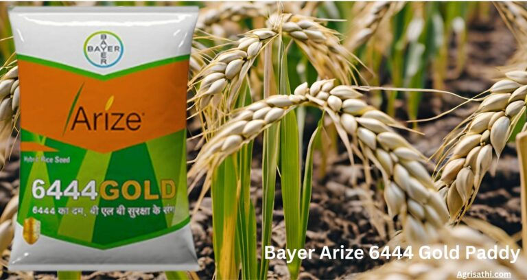 Bayer Arize 6444 Gold Paddy