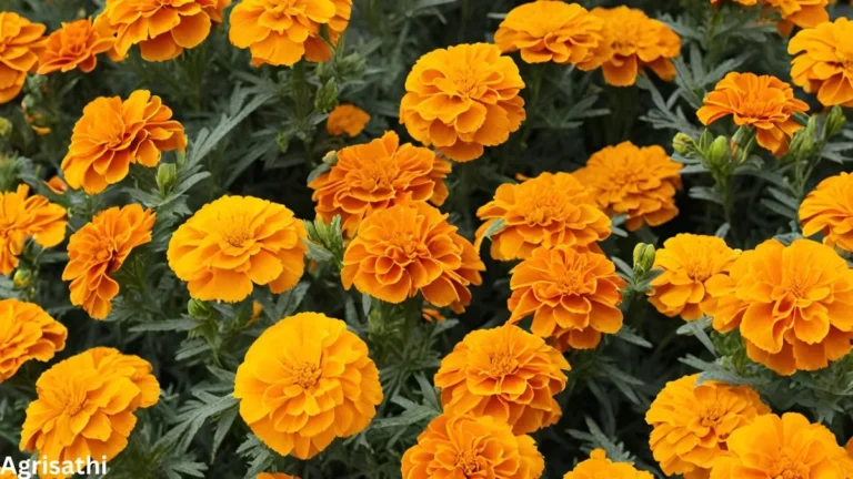 Marigold Plant Problems, 20 सामान्य गेंदा पौधे की समस्याएं समाधान और उपचार