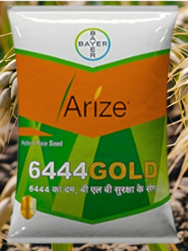 Bayer Arize 6444 Gold Paddy