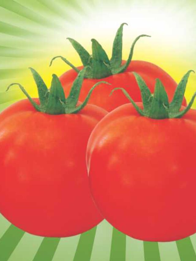 Seminis_Tomato_Abhilash