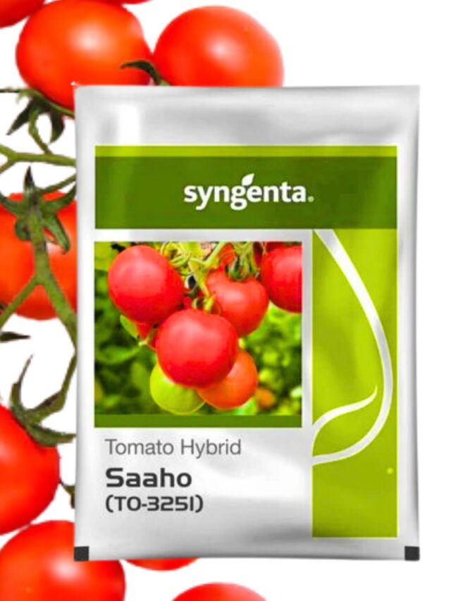 Syngenta Saaho Tomato