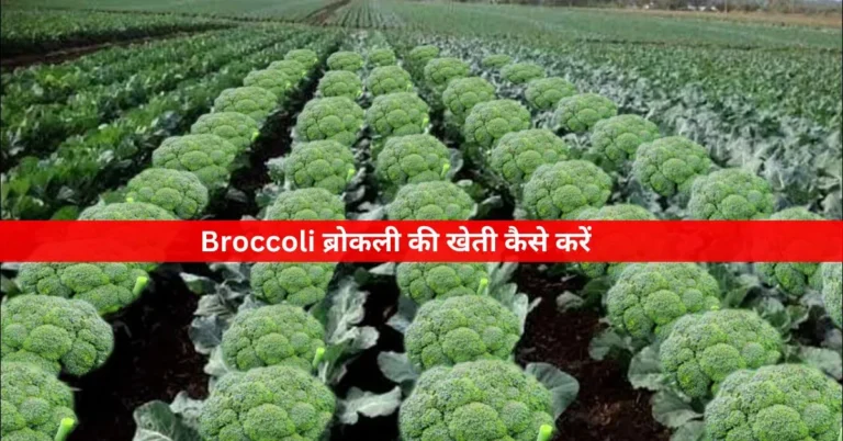 Broccoli ब्रोकली की खेती कैसे करें