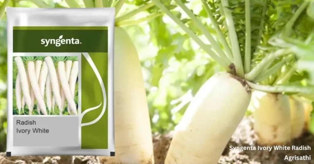 Syngenta Ivory White Radish सिंजेंटा आइवरी व्हाइट मूली: खेती और देखभाल