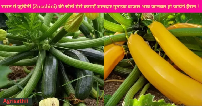 भारत में ज़ुचिनी (Zucchini) की खेती ऐसे कमाएँ शानदार मुनाफ़ा बाज़ार भाव जानकर हो जायेंगे हैरान !