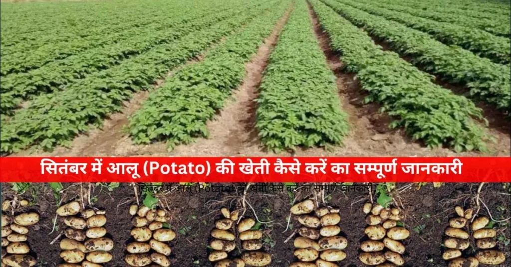 सितंबर में आलू (Potato) की खेती कैसे करें का सम्पूर्ण जानकारी